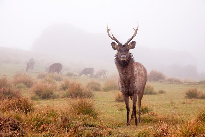 Horton Plains Day Tour with Short Train Journey from Ella - Photo 1 of 6